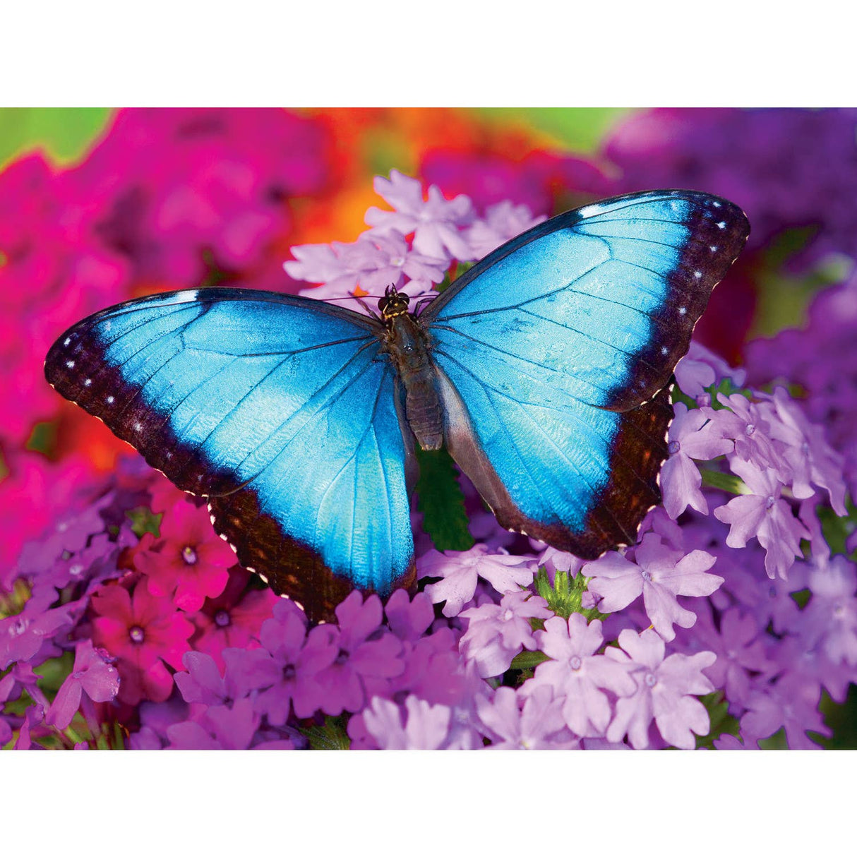 Brilliance - Iridescence 550 Piece Puzzle by MasterPieces | Stunning Blue Butterfly Jigsaw Puzzle - Masterpieces Puzzles - Jigsaw Puzzles - The Puzzle Center -