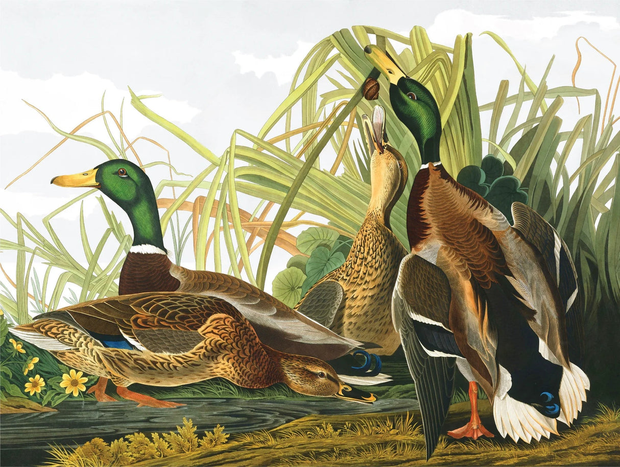 Mallard Ducks 1000 Piece Jigsaw Puzzle | New York Puzzle Company - Jigsaw Puzzles - The Puzzle Center