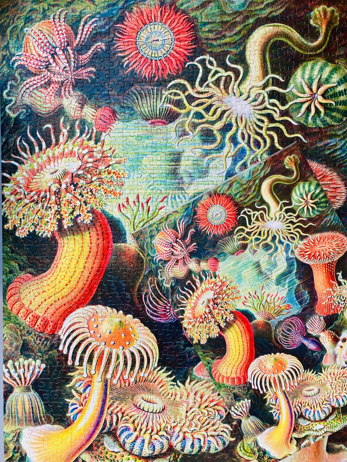 Sea Anemones 1000 Piece Jigsaw Puzzle | Penny Puzzle - Jigsaw Puzzles - The Puzzle Center