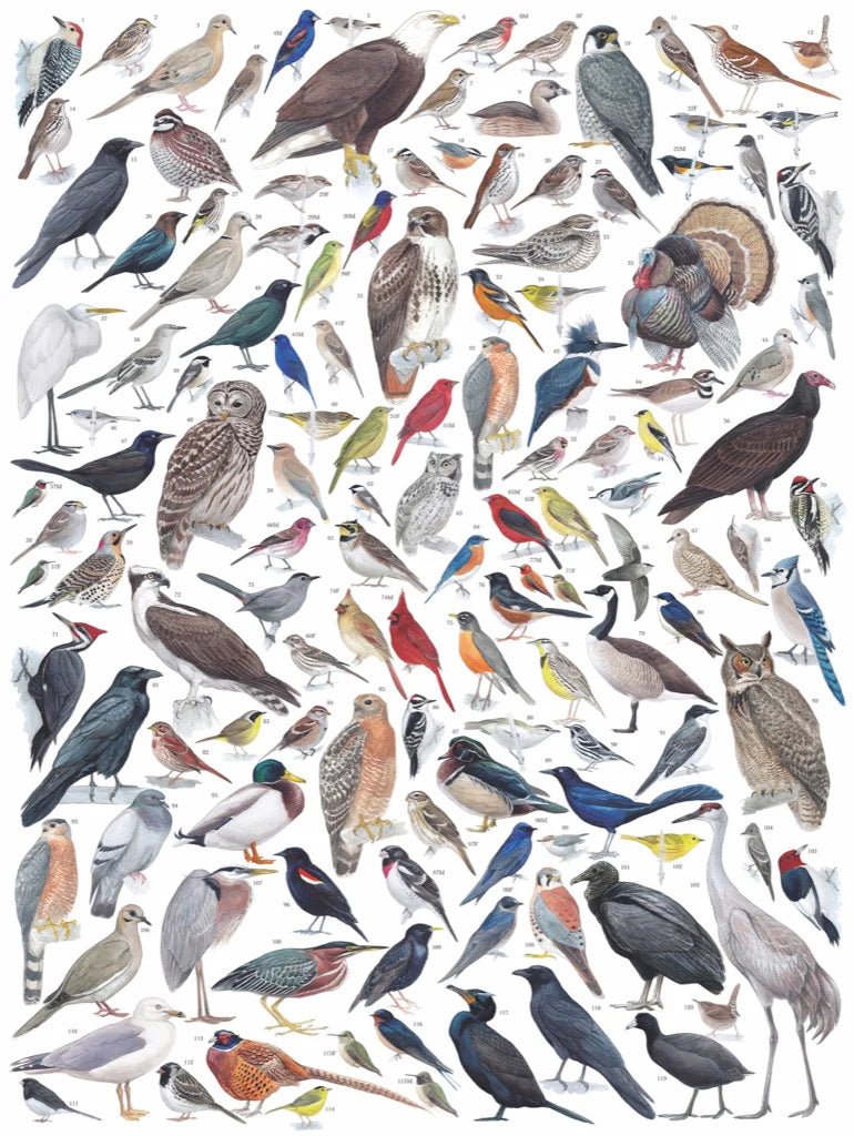 Birds of Eastern/Central North America 1000 Piece Jigsaw Puzzle | New York Puzzle Company - Jigsaw Puzzles - The Puzzle Center