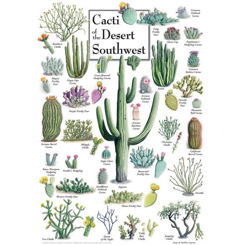 Cacti of the Desert Southwest 1000 Piece Jigsaw Puzzle | Masterpieces - Jigsaw Puzzles - The Puzzle Center