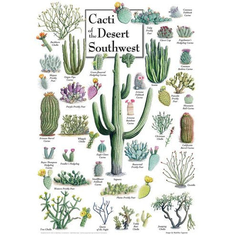 Cacti of the Desert Southwest 1000 Piece Jigsaw Puzzle | Masterpieces - Jigsaw Puzzles - The Puzzle Center