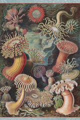 Ernst Haeckel: Sea Anemones 500 - Piece Jigsaw Puzzle by Pomegranate - Pomegranate - Jigsaw Puzzles - The Puzzle Center - 